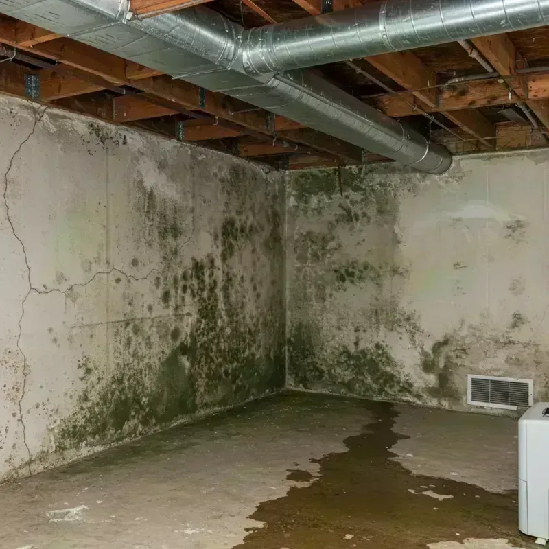 Professional Mold Removal in Mount Olive, IL